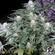 Seedsman Seeds G13 Haze